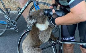Koala u očaju bez straha prišla biciklistima i tražila vodu